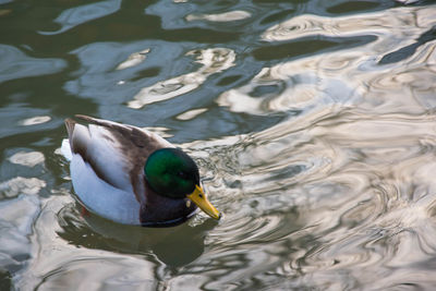 Close-up of mallard duck swimming in lake