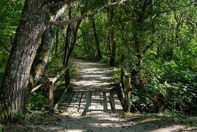 Footpath amidst trees in forest