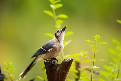 Close-up of bird perching on plant