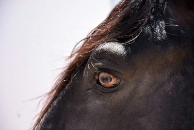 Cropped eye of horse