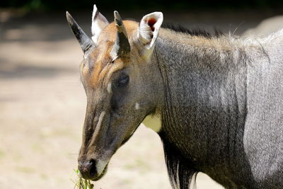 Close-up of a horse on field