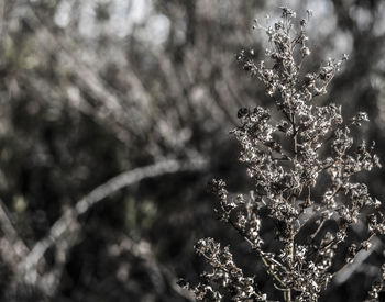 Close-up of tree during winter