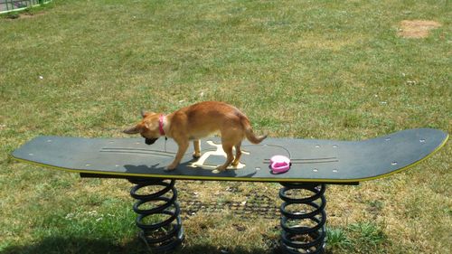 Dog standing on grassy field