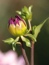 Close-up of pink flower