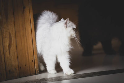 Close-up of cat on floor at home