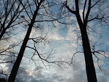 Low angle view of bare tree against sky