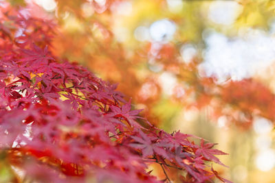 Beautiful autumn colors of japanese maple tree iroha momiji leaves background in tokyo