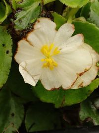 Close-up of flower