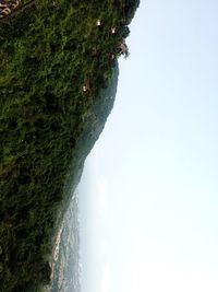 Low angle view of trees against clear sky