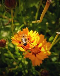 Close-up of bee on flower