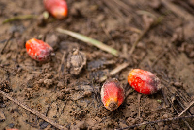 High angle view of strawberries on field