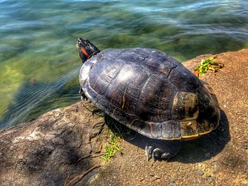 High angle view of turtle on rock