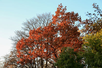 Low angle view of trees against sky during autumn
