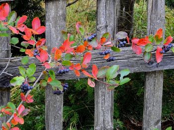 Flowers growing on tree trunk during autumn