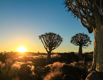 Trees on field against sky during sunset