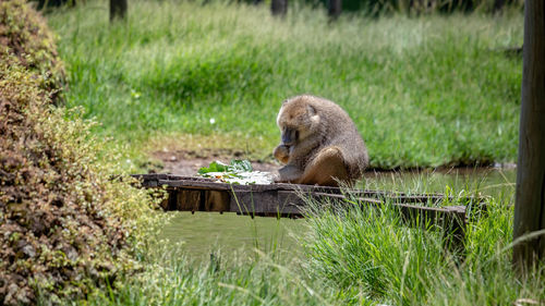 Monkey sitting in a field