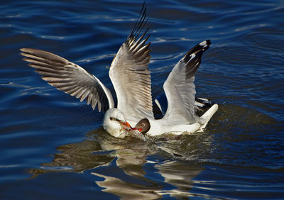 Birds flying over lake