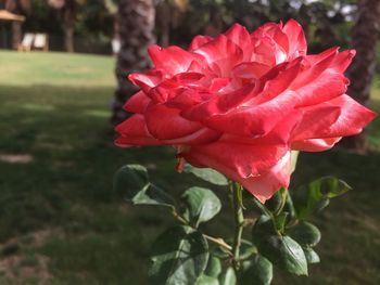 Close-up of red rose blooming outdoors