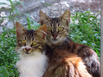 Portrait of cats on field