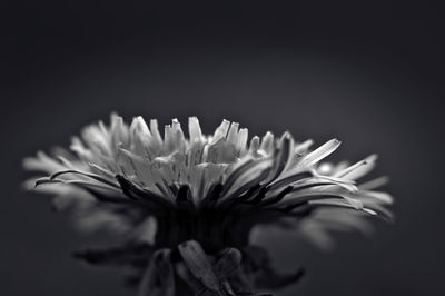 Close-up of flower against blurred background