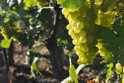 Close-up of grapes growing in vineyard