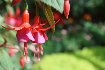 Close-up of pink flowering plant