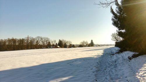 Trees on snow covered landscape