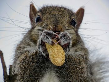 Close-up of rabbit