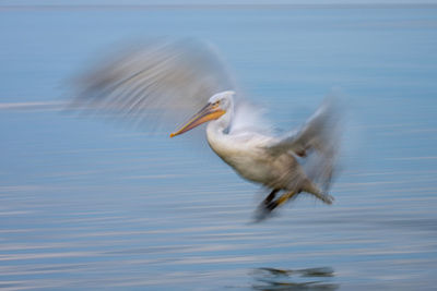 Bird in lake