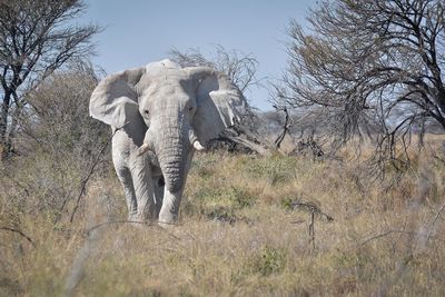 Elephant standing on bare trees against clear sky