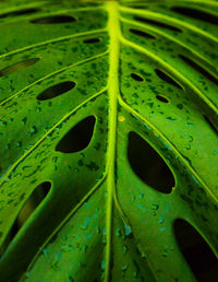 Full frame shot of leaf