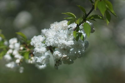 Close-up of white cherry blossom tree