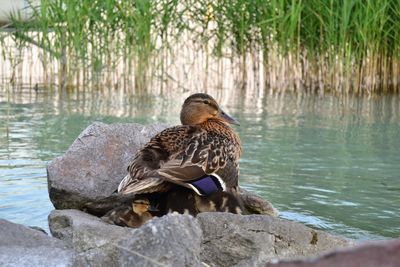 Mallard duck swimming on lake