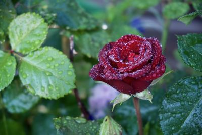 Close-up of rose flower after rain