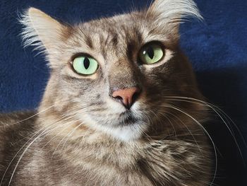 Close-up portrait of cat