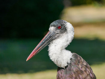 Close-up of woolly neck stork