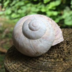 Close-up of snail