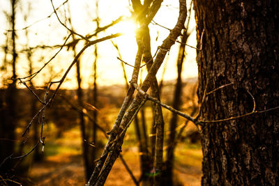 Close-up of tree trunk against sky during sunset