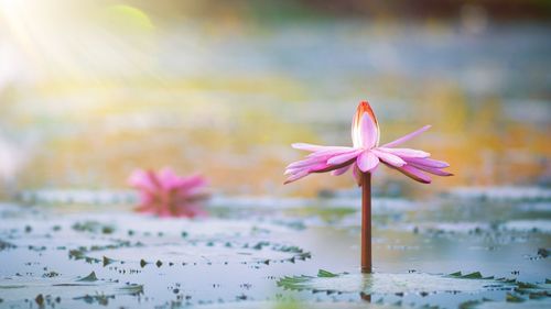 Beautiful pink lotus flower