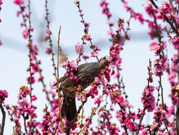 Bird perching on cherry blossom tree