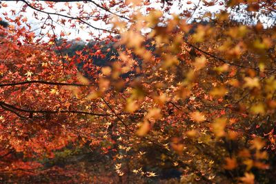 Close-up of autumnal tree against blurred background