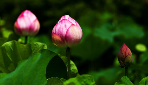 Close-up of pink lotus blooming outdoors