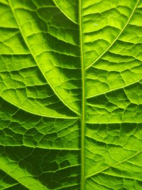 Full frame shot of green leaf