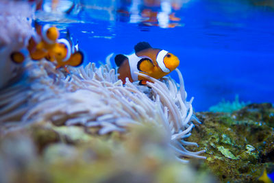 Fish swimming in sea