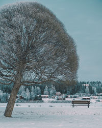 Frozen bare trees on snow covered field against sky