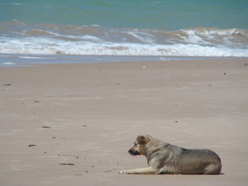 Dog relaxing on beach