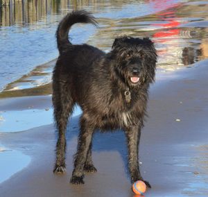 Black dog standing in water