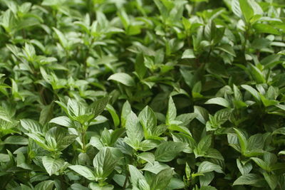 Full frame shot of basil fresh green leaves