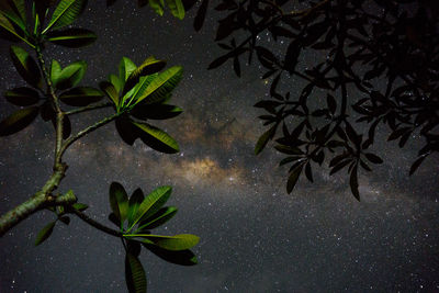 Close-up of plant against sky