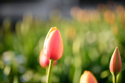 Close-up of red tulip